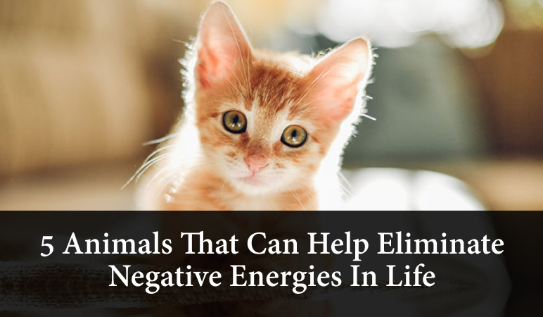 5 Animals That Can Help Eliminate Negative Energies In Life