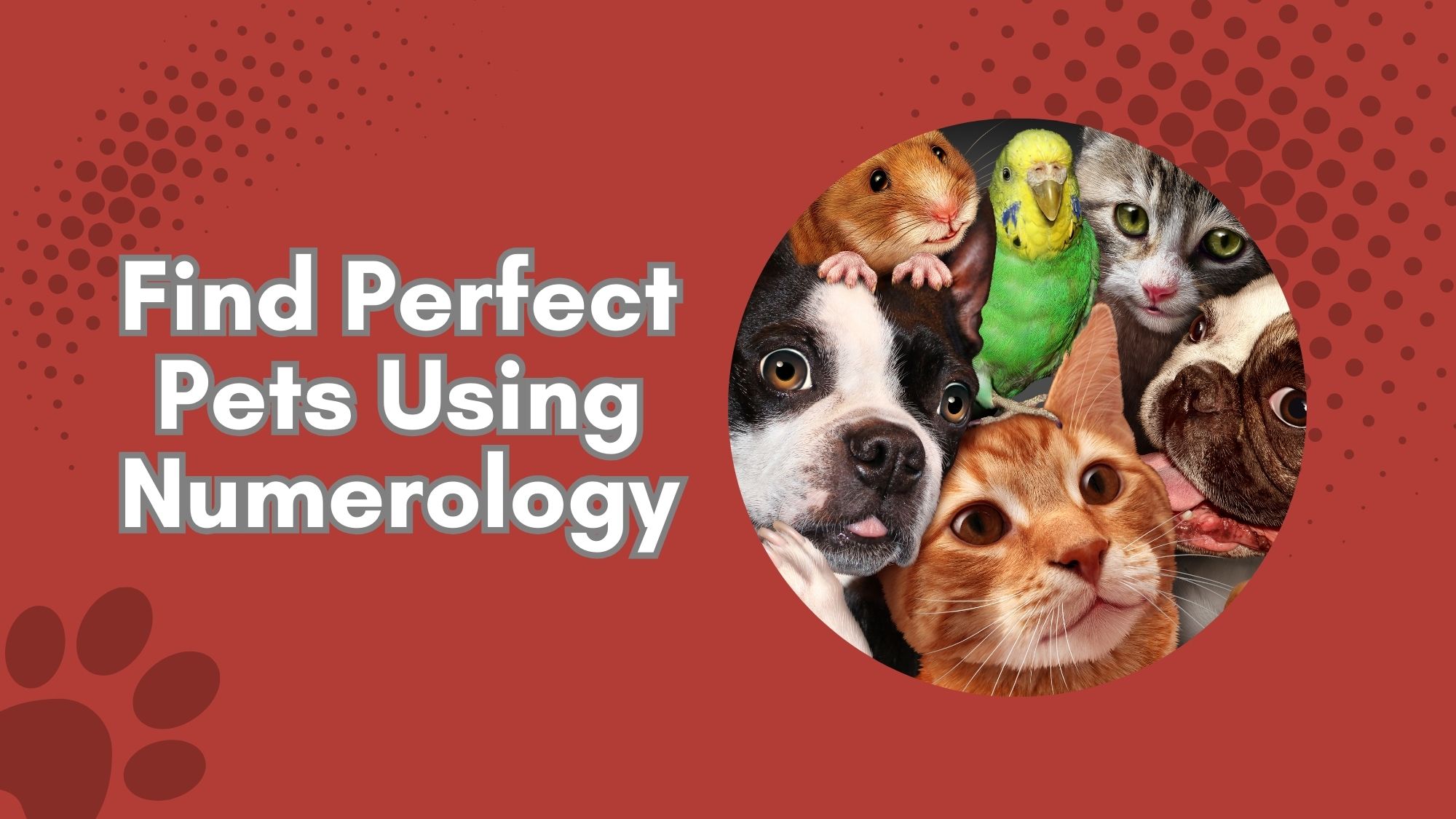 numerology and pets