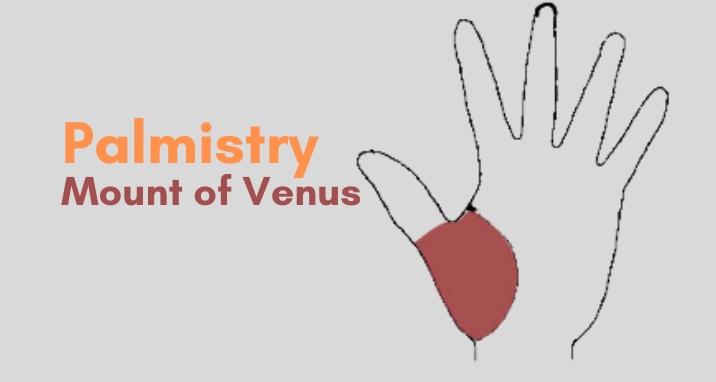 the-significance-of-mound-mount-of-venus-in-palmistry
